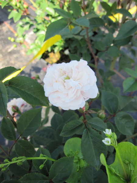 Bodendecker-Rose Little Whiote Pet2